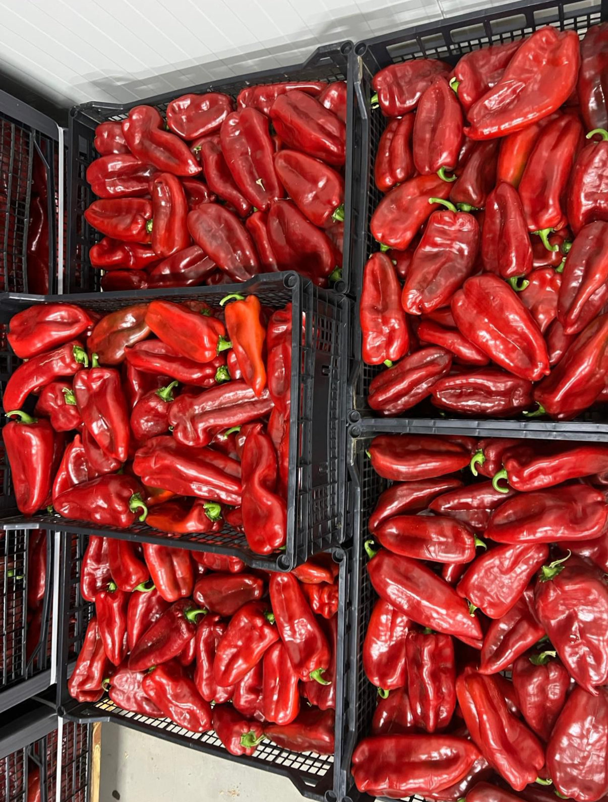 Marknad - röd paprika ca 9kg